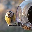 blamescloseup.jpg.webp