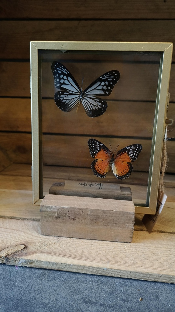 Gouden kader met 2 vlinders