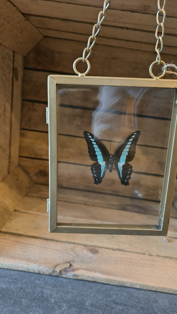 Gouden kader vlinder (zwart met blauwe stipjes)