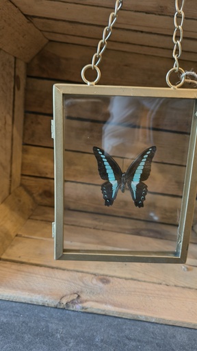 Gouden kader vlinder (zwart met blauwe stipjes)